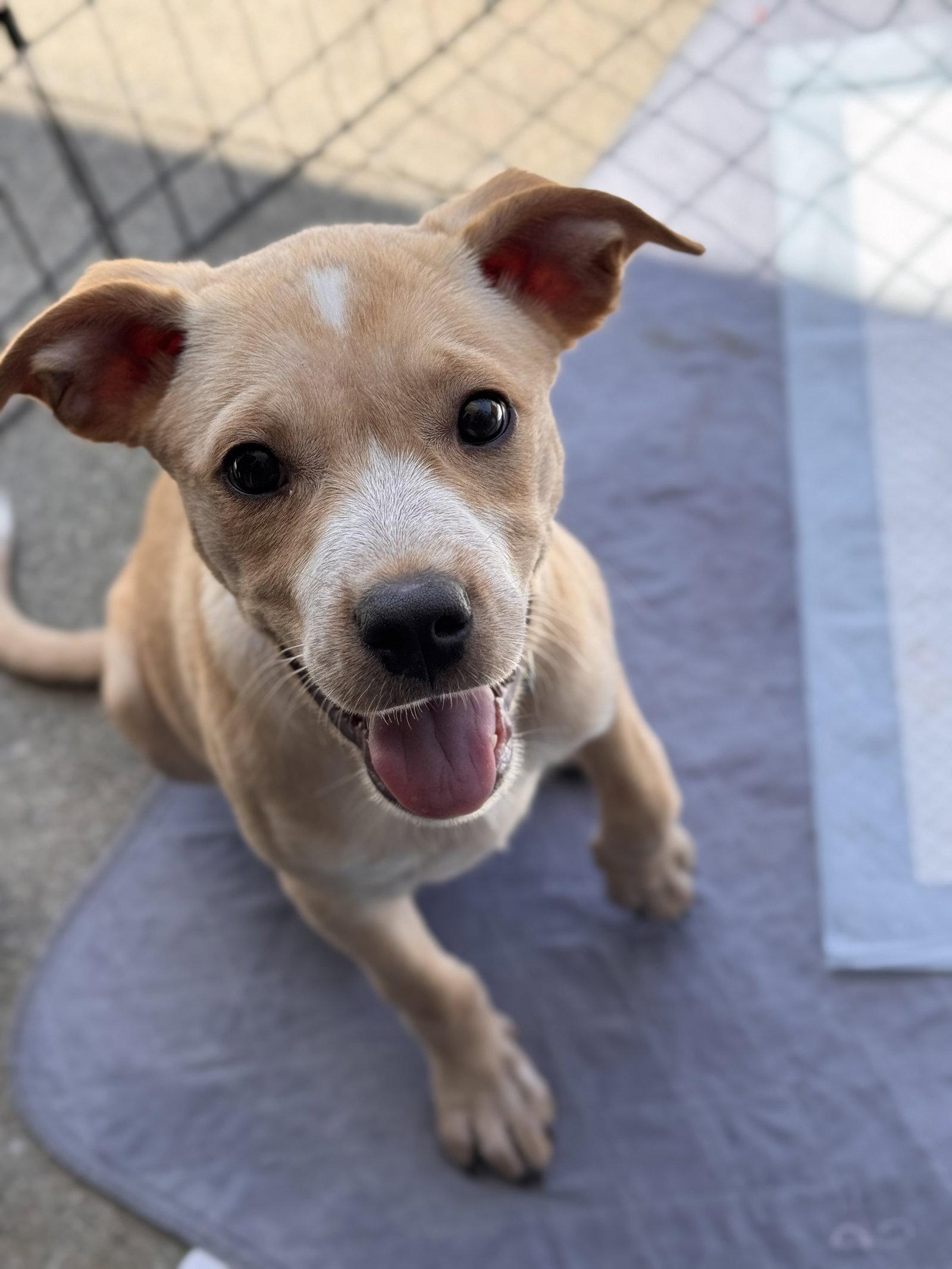 Enlarge Bunny, a Adoptable mixed breed in Fullerton, CA image 1/3