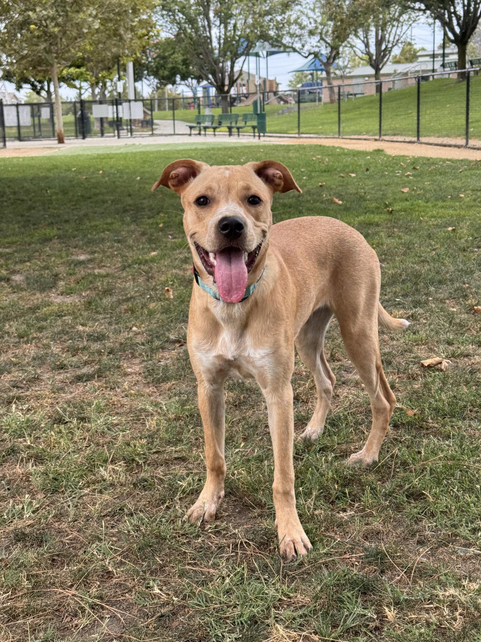Bunny, Adoptable, Young Female Labrador Retriever & Rottweiler.