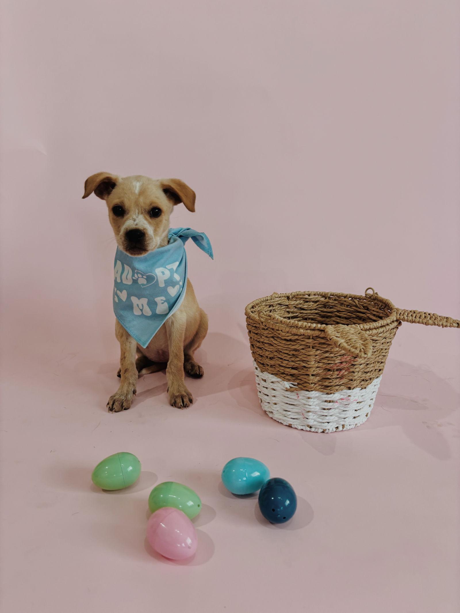 Enlarge Bunny, a Adoptable mixed breed in Fullerton, CA image 1/2