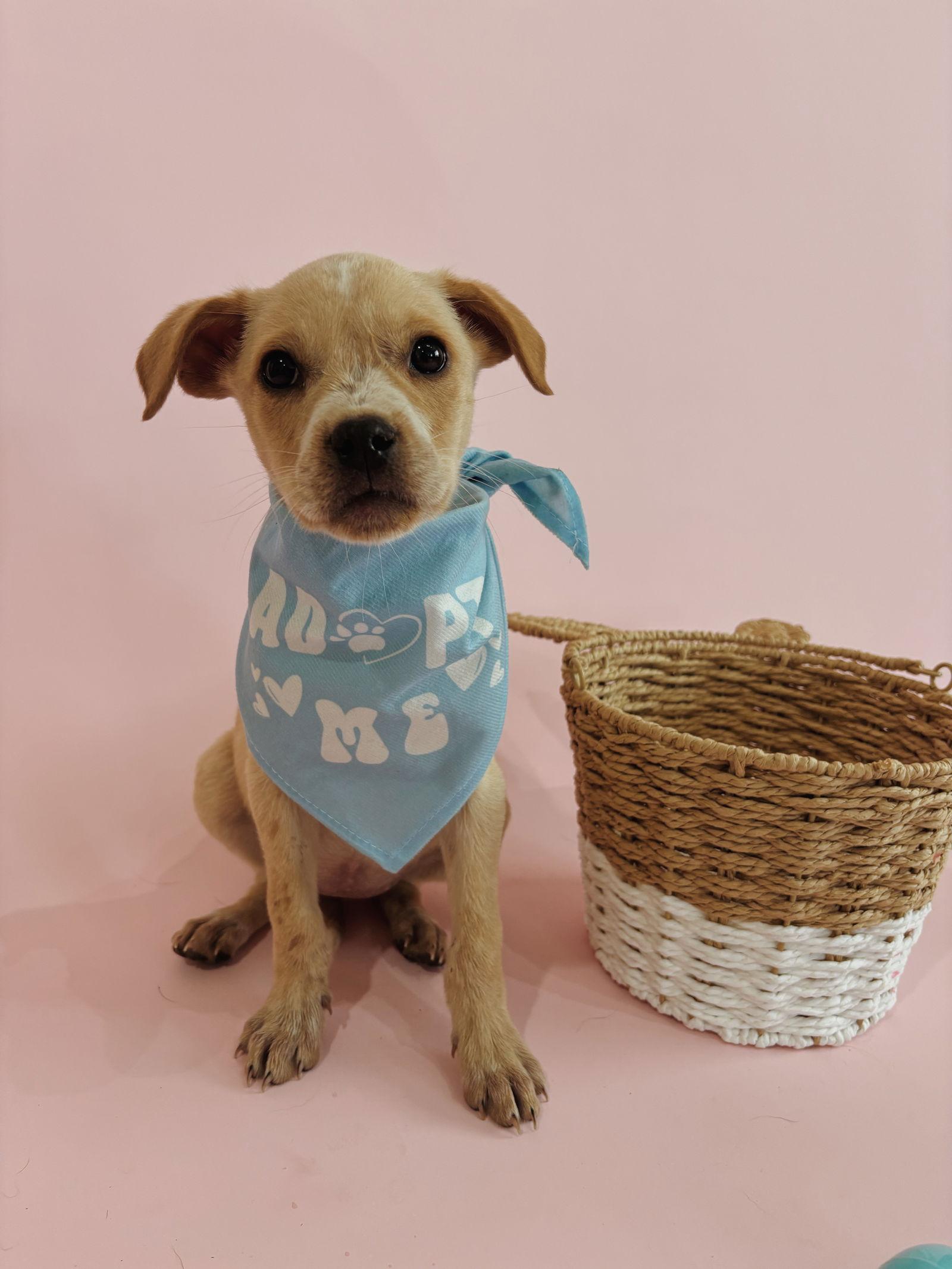 Bunny, Adoptable, Puppy Female Labrador Retriever & Rottweiler.