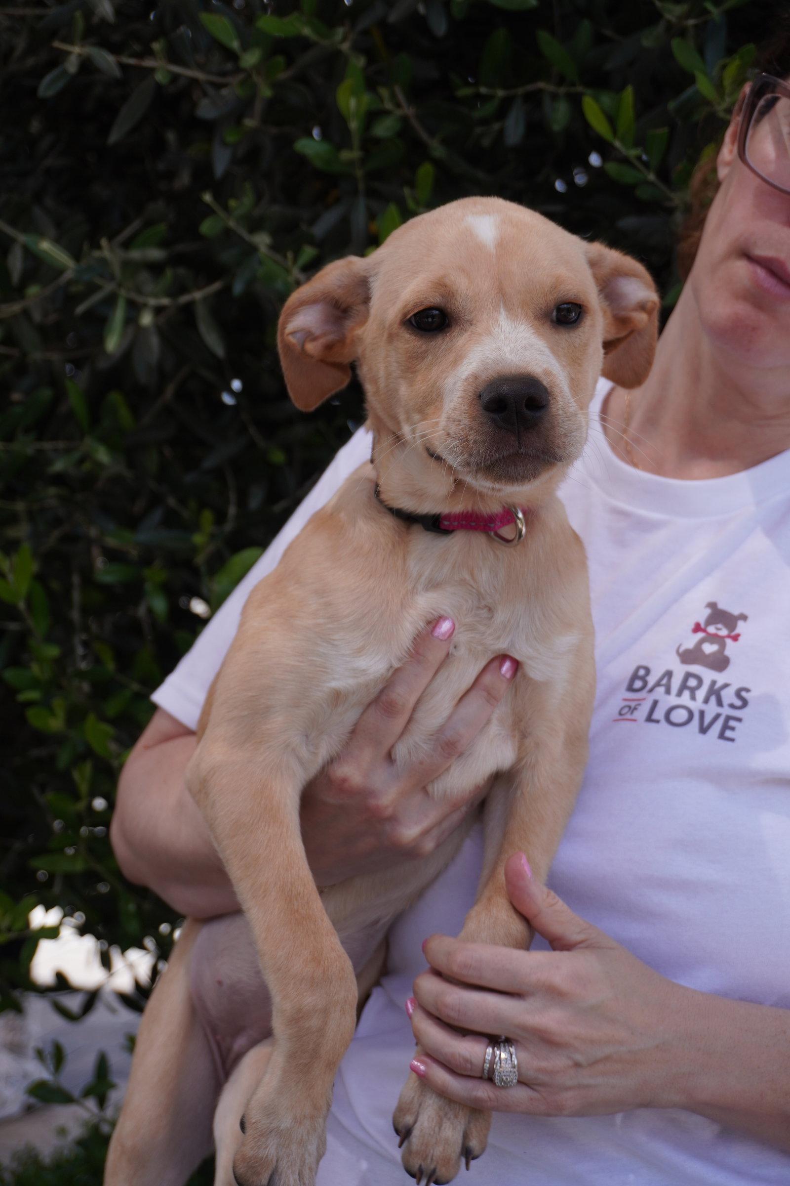 Bunny, a Adoptable mixed breed in Fullerton, CA image 3/3