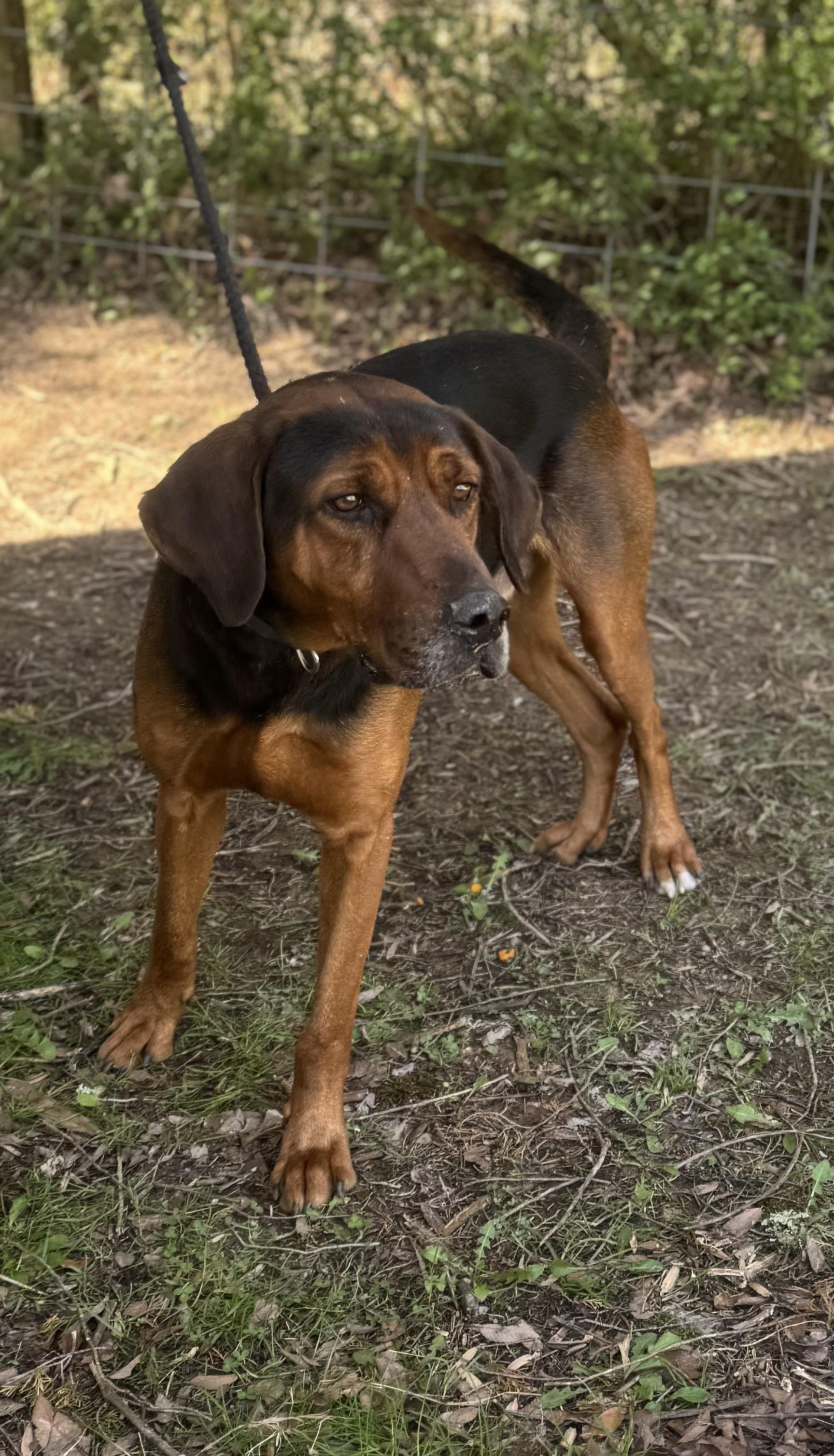 Enlarge Wally, a ADOPTABLE mixed breed in Maynardville, TN image 1/1