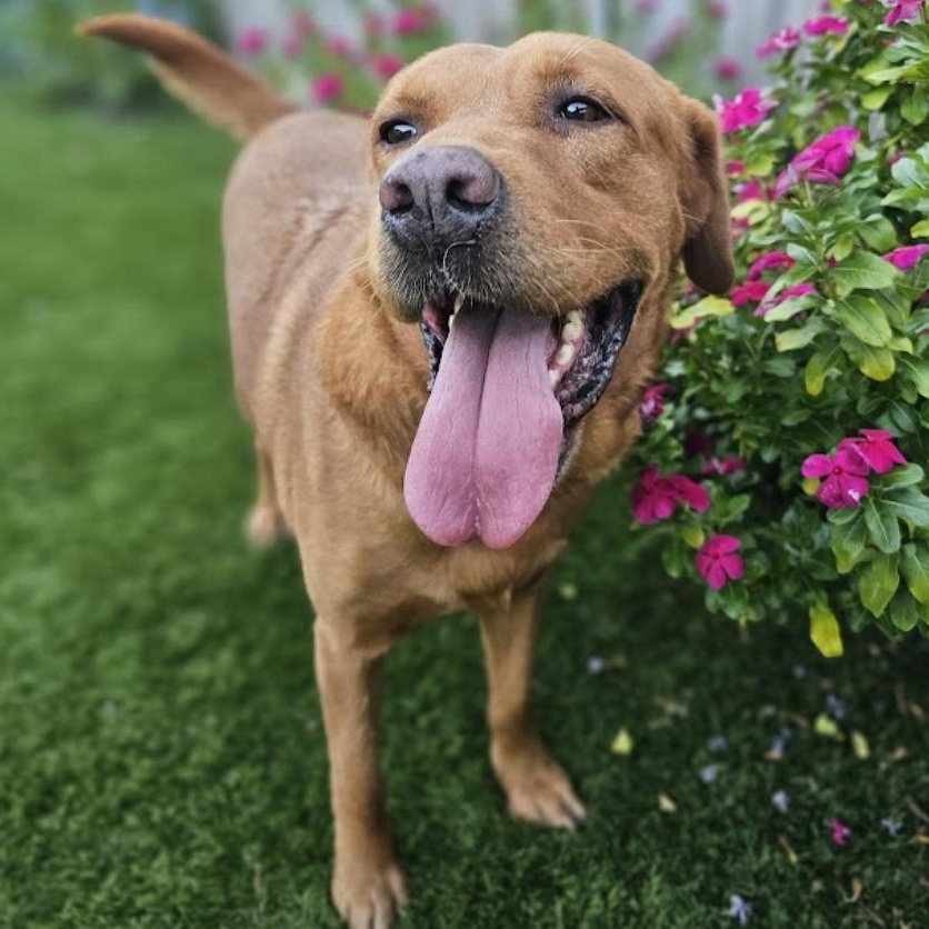 Dog for adoption Trooper, a Golden Retriever Mix in allentown, PA