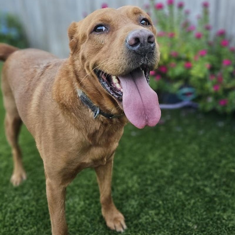Dog for adoption Trooper, a Golden Retriever Mix in allentown, PA