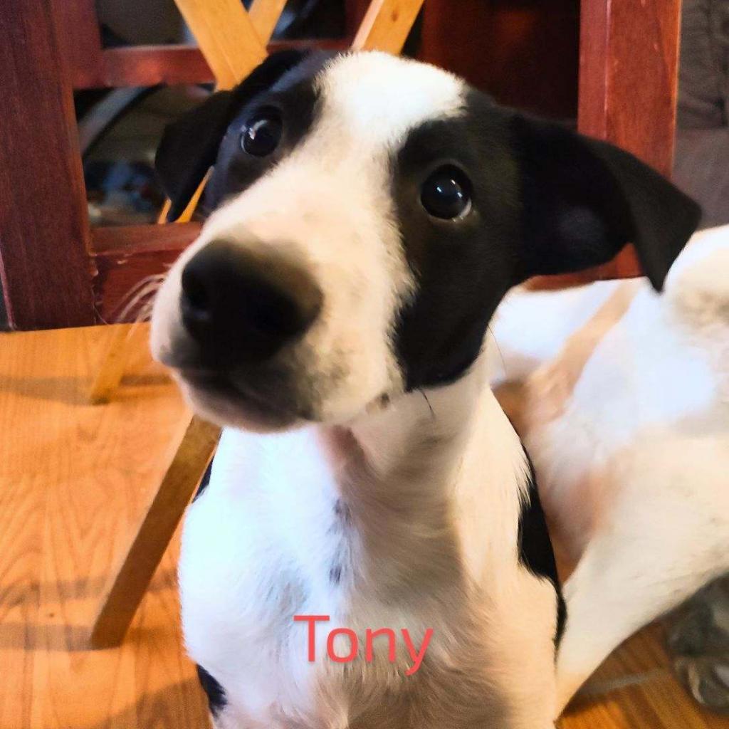 Tony, Adoptable, Adult Male Border Collie.