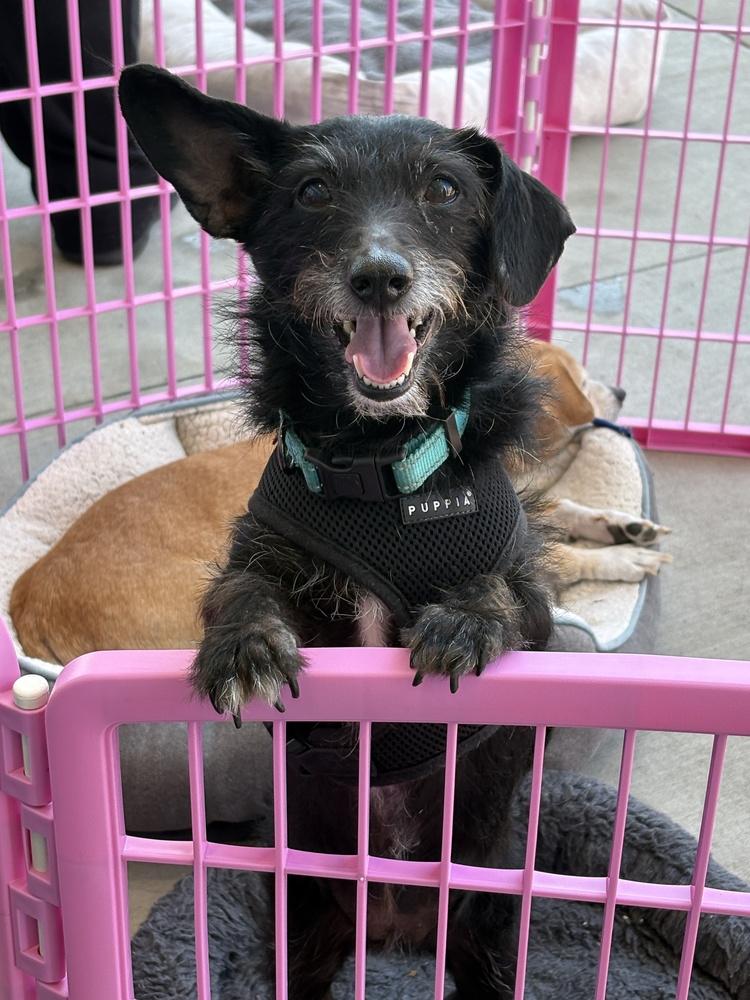 Enlarge Skye, a Adoptable mixed breed in Canyon Country, CA image 2/4