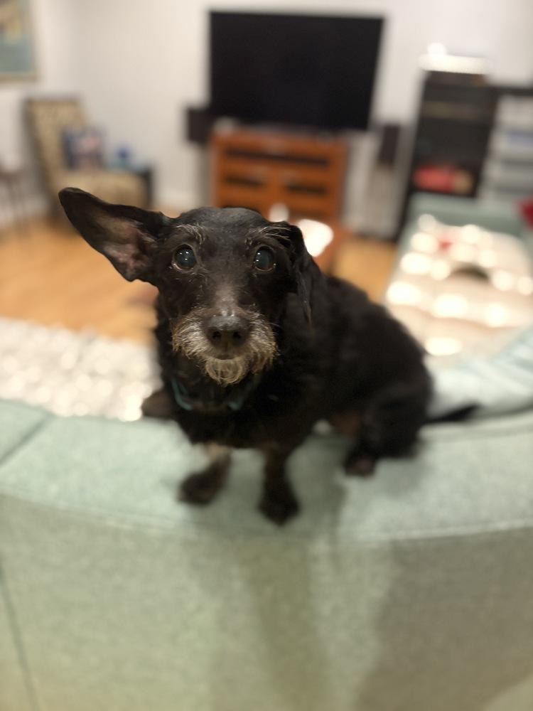 Enlarge Skye, a Adoptable mixed breed in Canyon Country, CA image 3/4