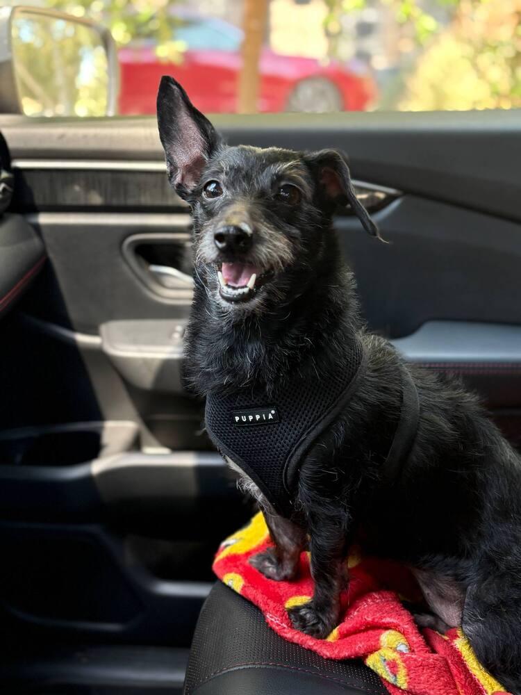 Enlarge Skye, a Adoptable mixed breed in Canyon Country, CA image 4/4