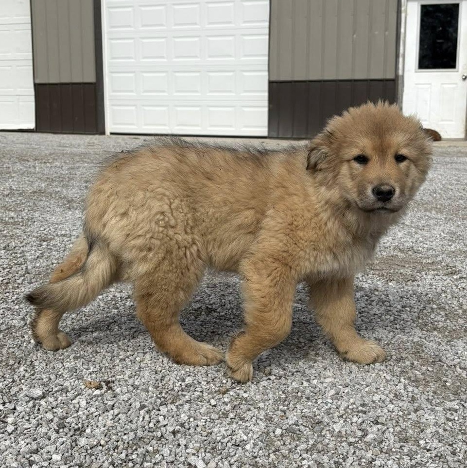 Violet, ADOPTABLE, Puppy Female Golden Retriever & Great Pyrenees.