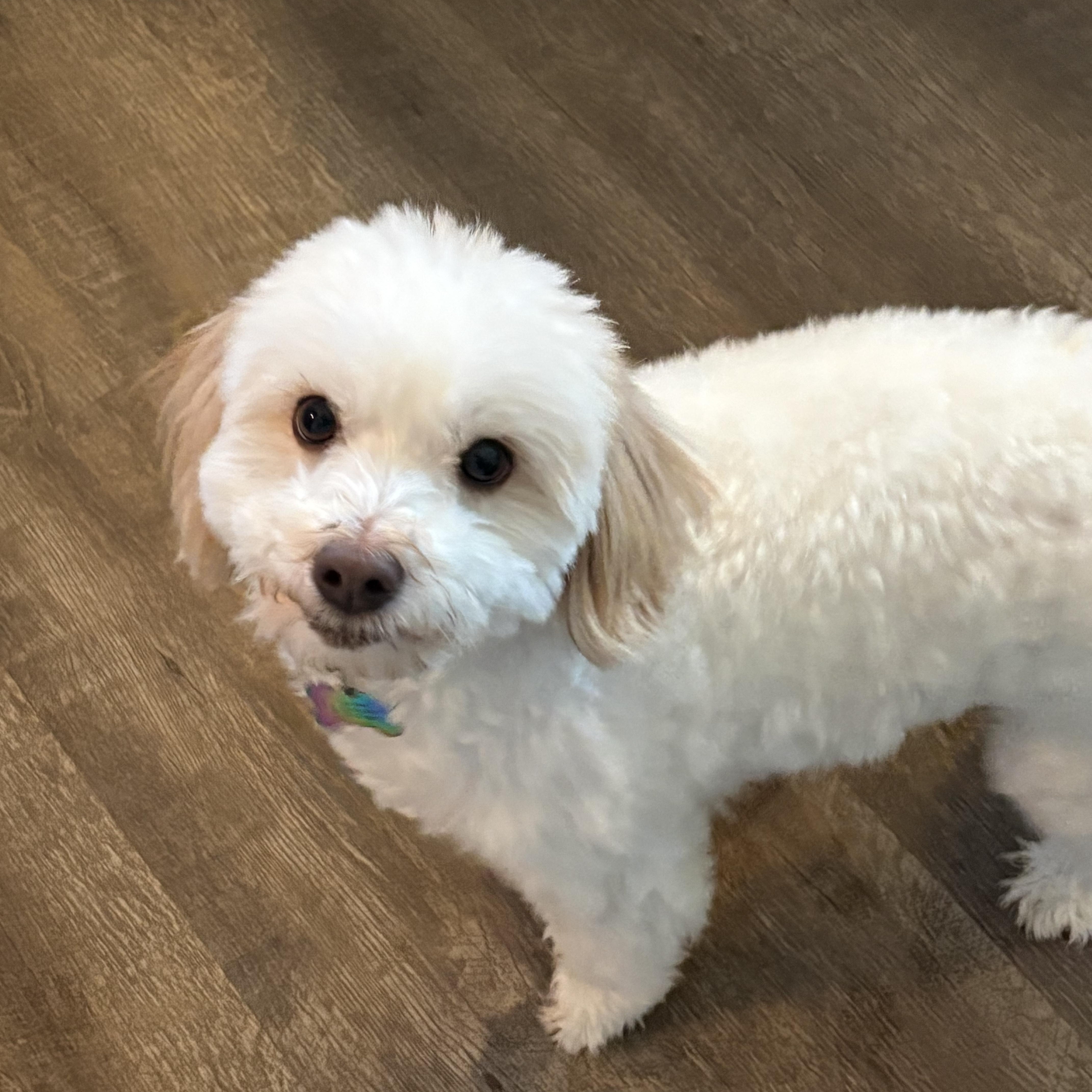 Viggo, an adopted Coton de Tulear in Eaton Rapids, MI image 4/4