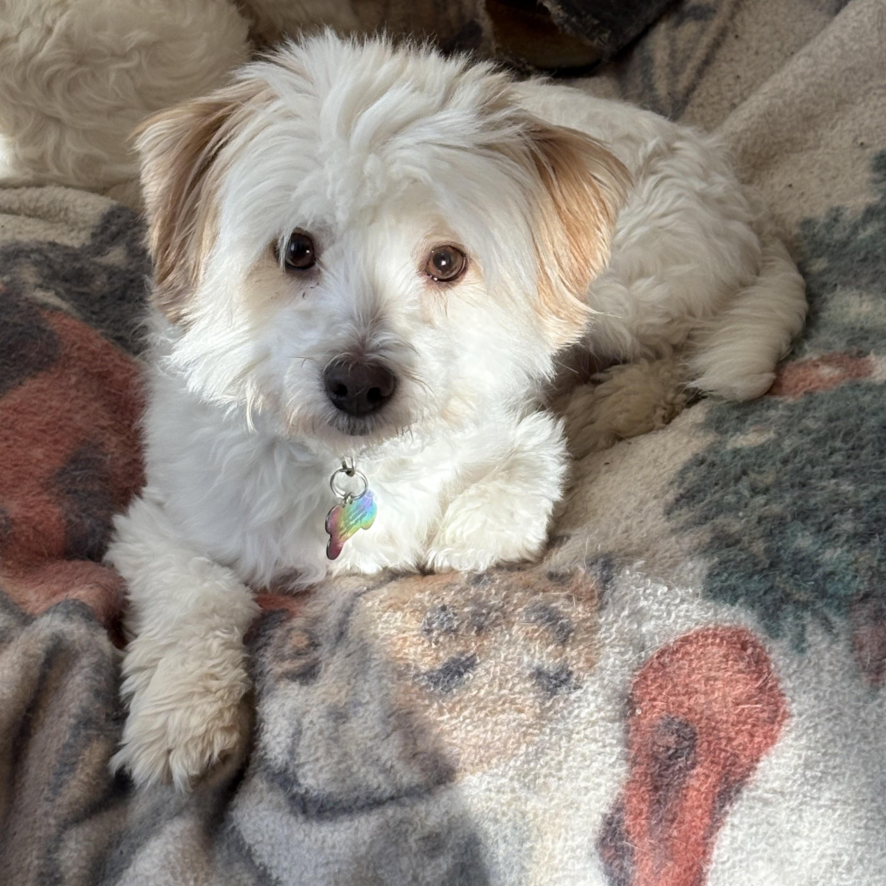 Viggo, an adopted Coton de Tulear in Eaton Rapids, MI image 2/4