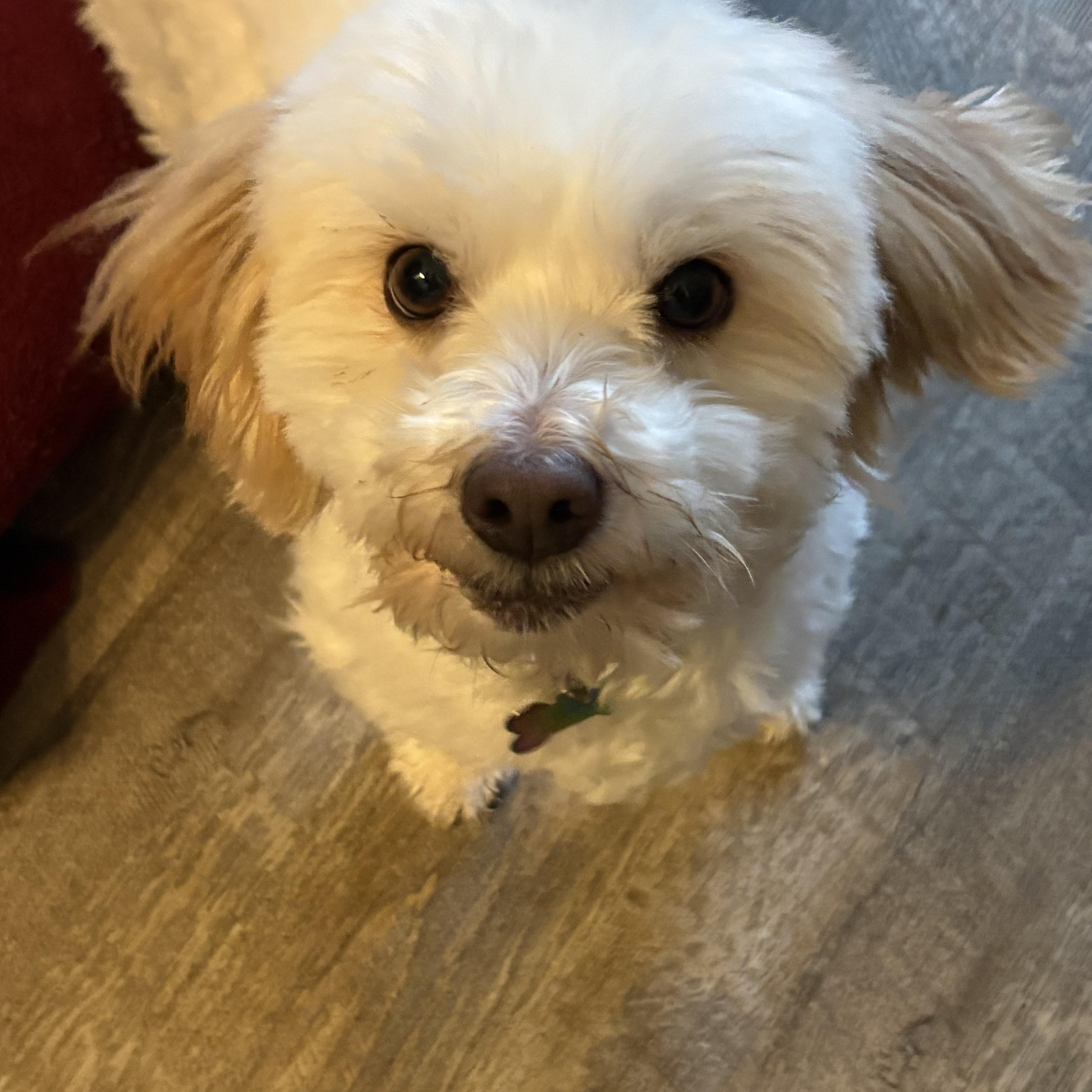 Viggo, adopted, Young Male Coton de Tulear.