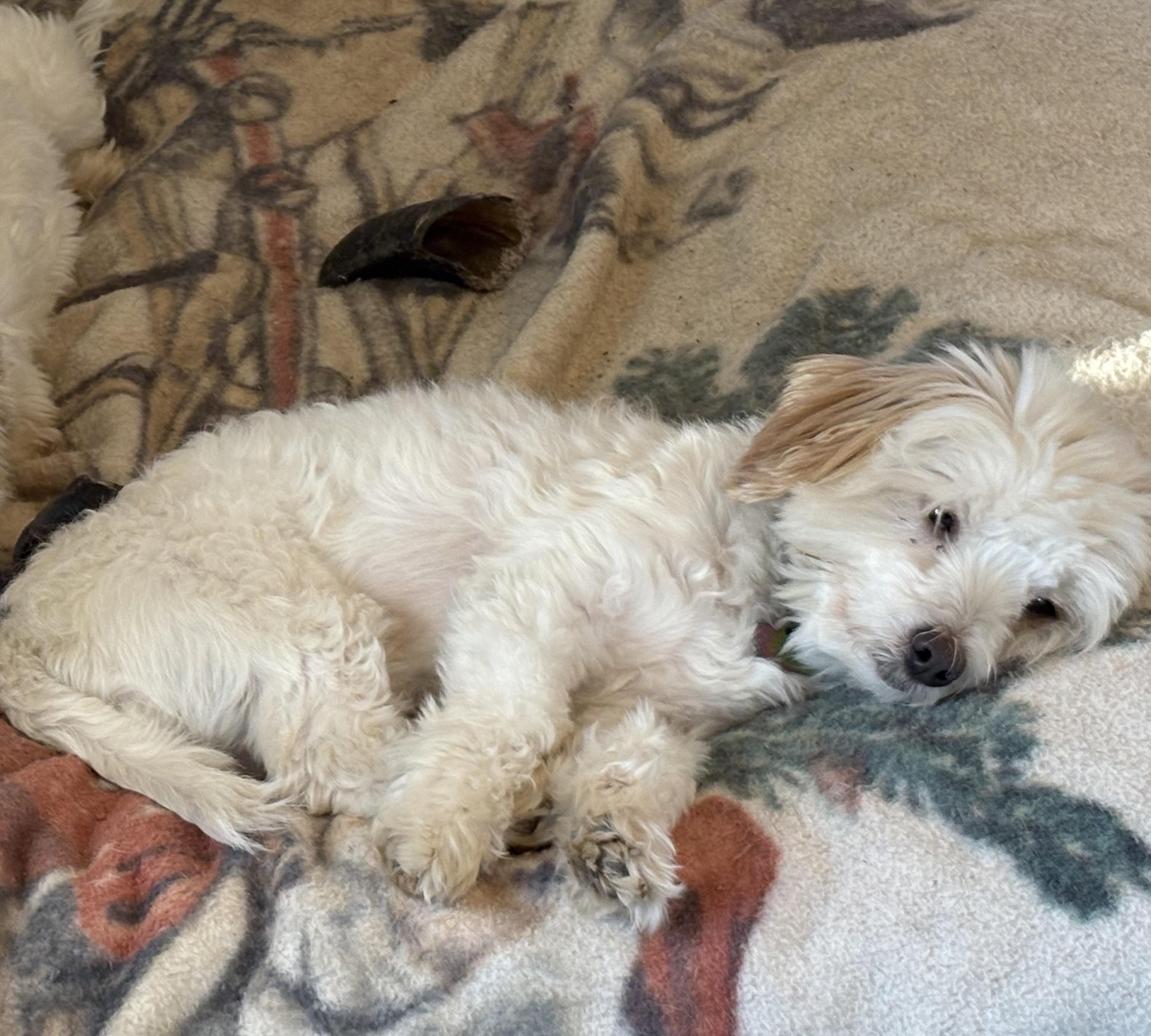 Viggo, an adopted Coton de Tulear in Eaton Rapids, MI image 3/4