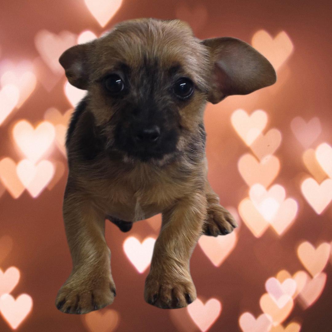 Bruce, ADOPTABLE, Puppy Male Chihuahua & Jack Russell Terrier.