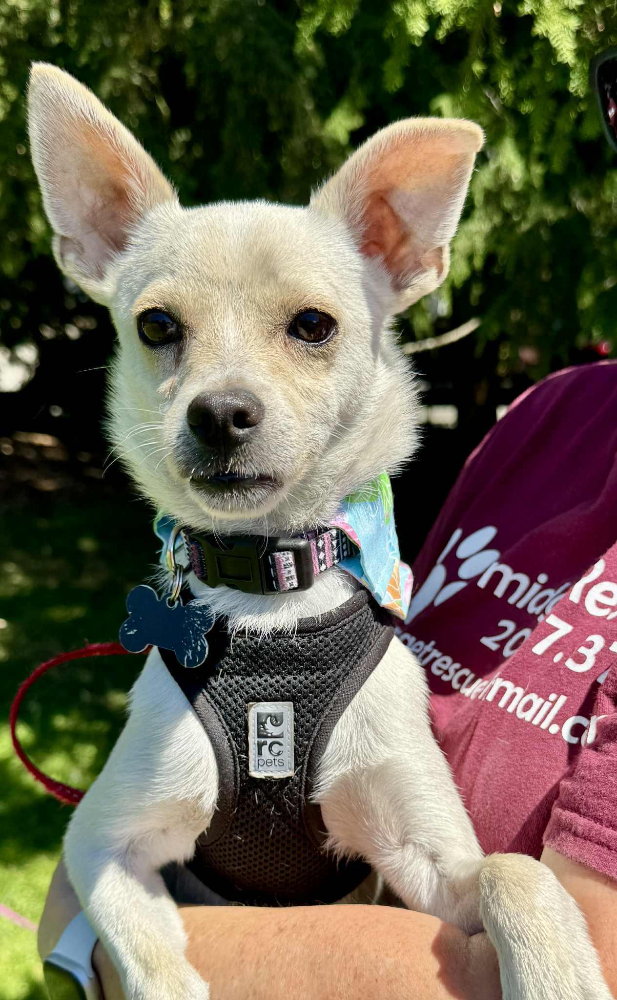 Icy Haut Chihuahua Dog