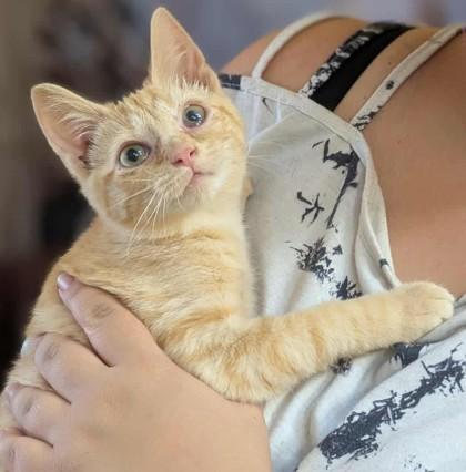 Enlarge Rosalyn, a Adoptable Domestic Short Hair in La Harpe, KS image 1/3