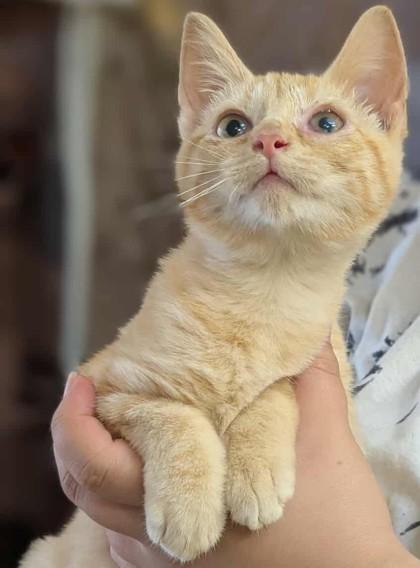 Enlarge Rosalyn, a Adoptable Domestic Short Hair in La Harpe, KS image 2/3