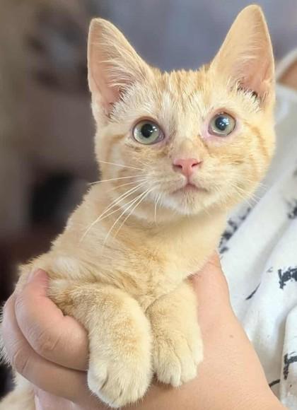 Enlarge Rosalyn, a Adoptable Domestic Short Hair in La Harpe, KS image 3/3