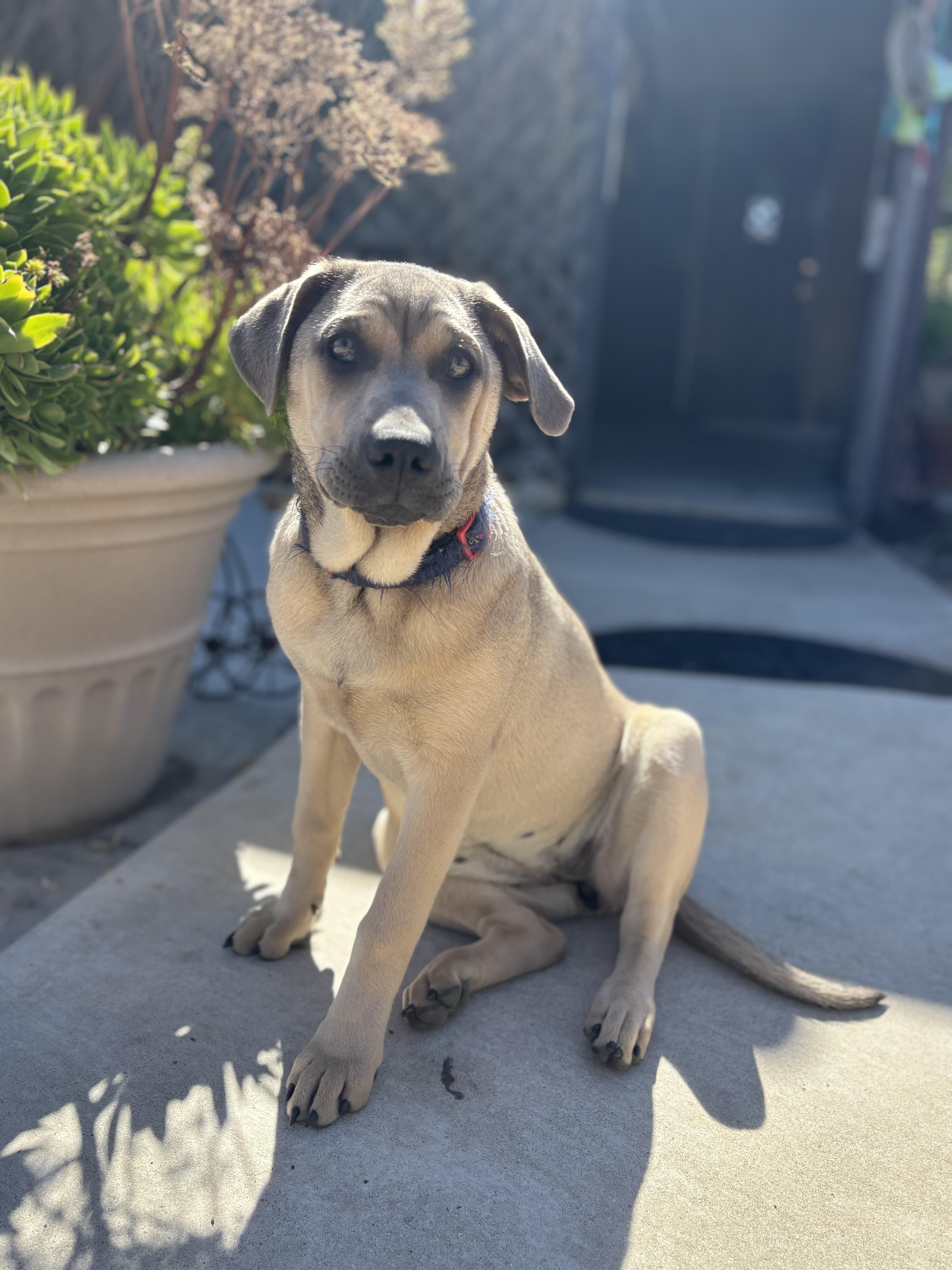 Ms Leilani, Adoptable, Puppy Female German Shepherd Dog & Belgian Shepherd / Malinois.