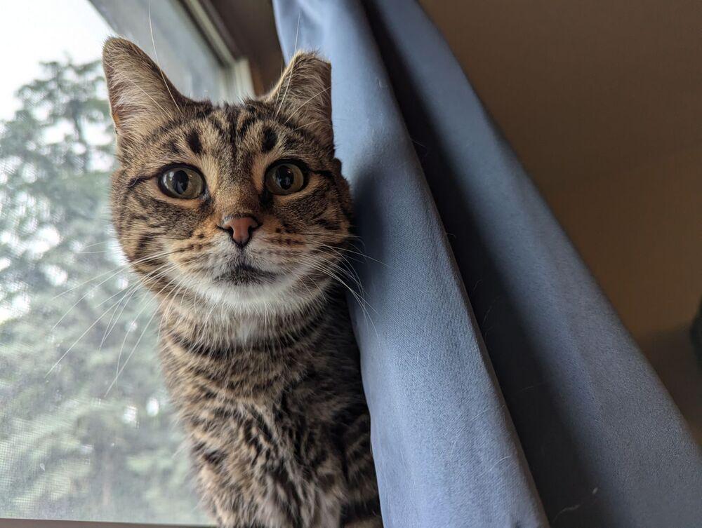 Carol, Adoptable, Adult Female Domestic Short Hair.