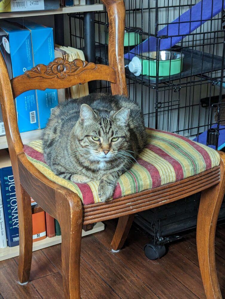 Enlarge Carol, a Adoptable mixed breed in Dayton, OH image 2/6