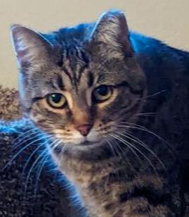 Enlarge Carol, a Adoptable mixed breed in Dayton, OH image 3/5