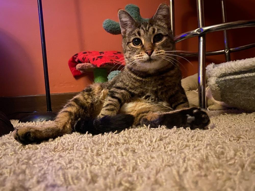 Enlarge Carol, a Adoptable mixed breed in Dayton, OH image 3/6