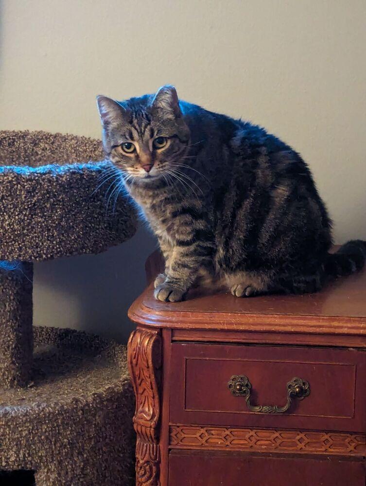 Enlarge Carol, a Adoptable mixed breed in Dayton, OH image 4/6