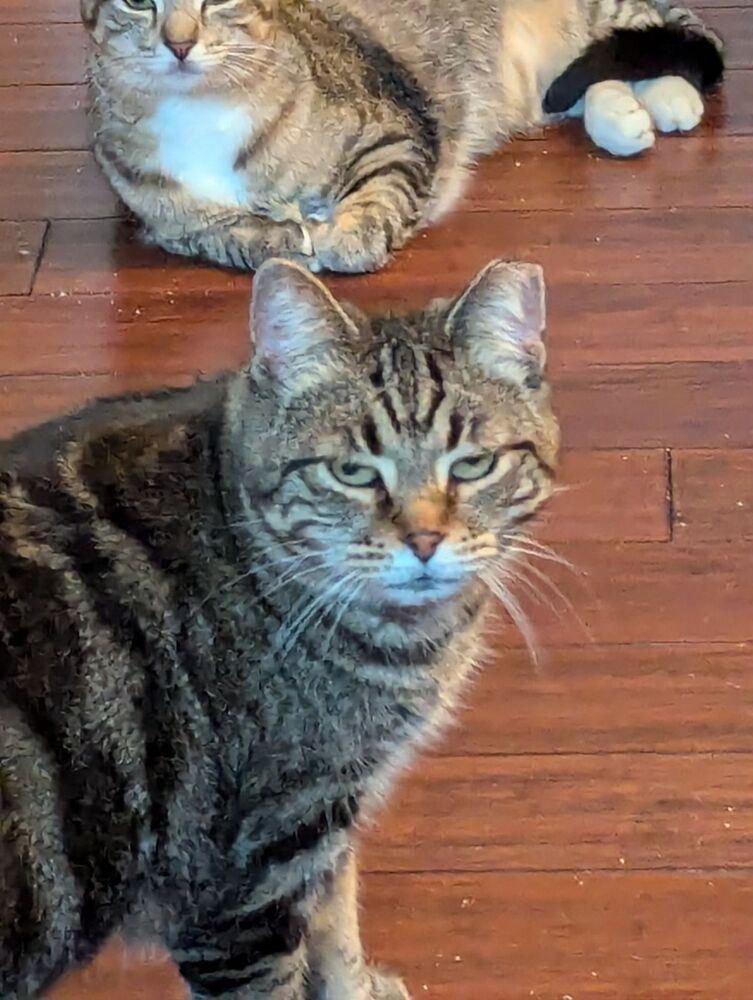 Enlarge Carol, a Adoptable mixed breed in Dayton, OH image 5/6