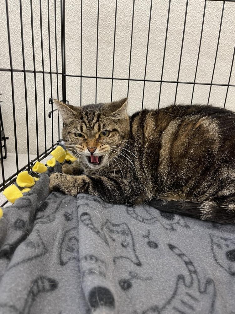 Carol, Adoptable, Adult Female Domestic Short Hair.