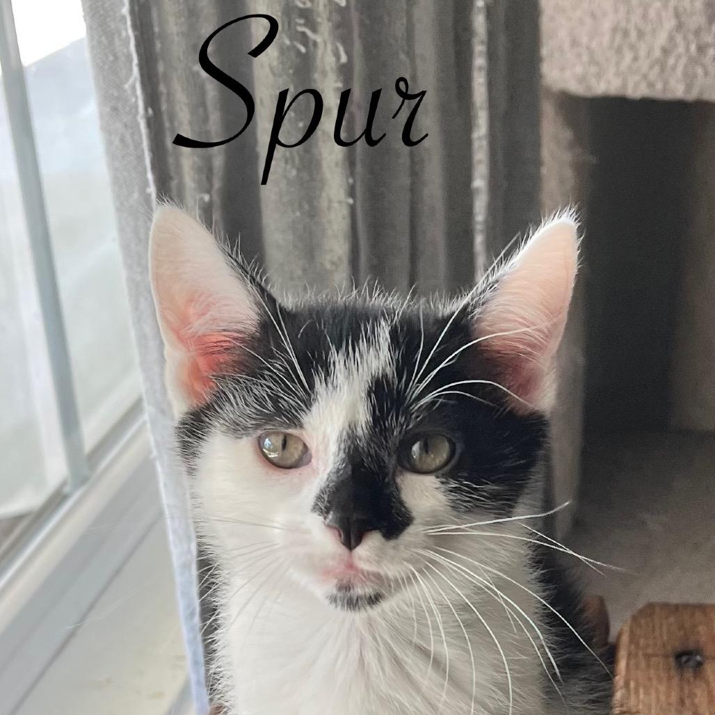 Spur, Adoptable, Young Male Domestic Short Hair.