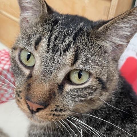 Enlarge Muneco, a Adoptable Domestic Short Hair in Los Angeles, CA image 1/4