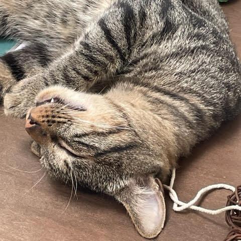 Enlarge Muneco, a Adoptable Domestic Short Hair in Los Angeles, CA image 2/4