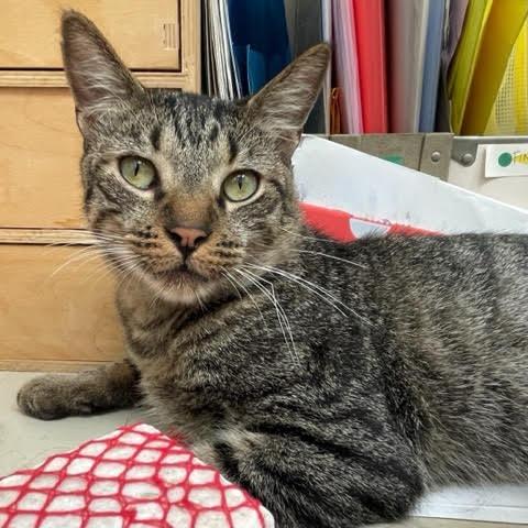 Enlarge Muneco, a Adoptable Domestic Short Hair in Los Angeles, CA image 3/4
