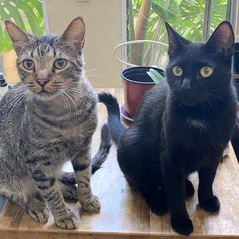 Muneco — thumbnail 4