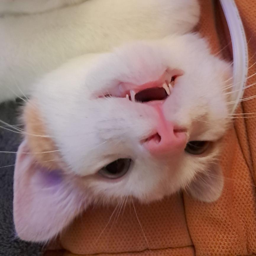 Turduckin, Adoptable, Kitten Male Domestic Short Hair.