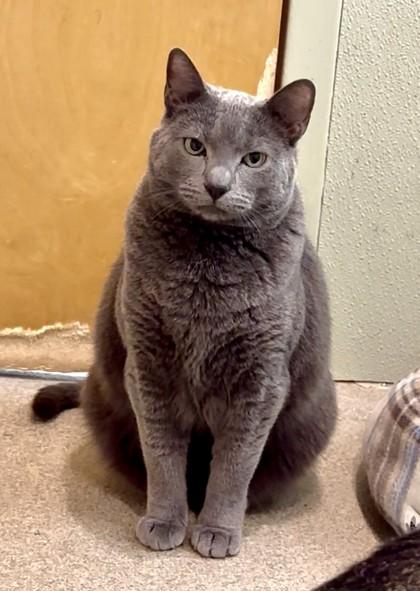 Dusty — thumbnail 3