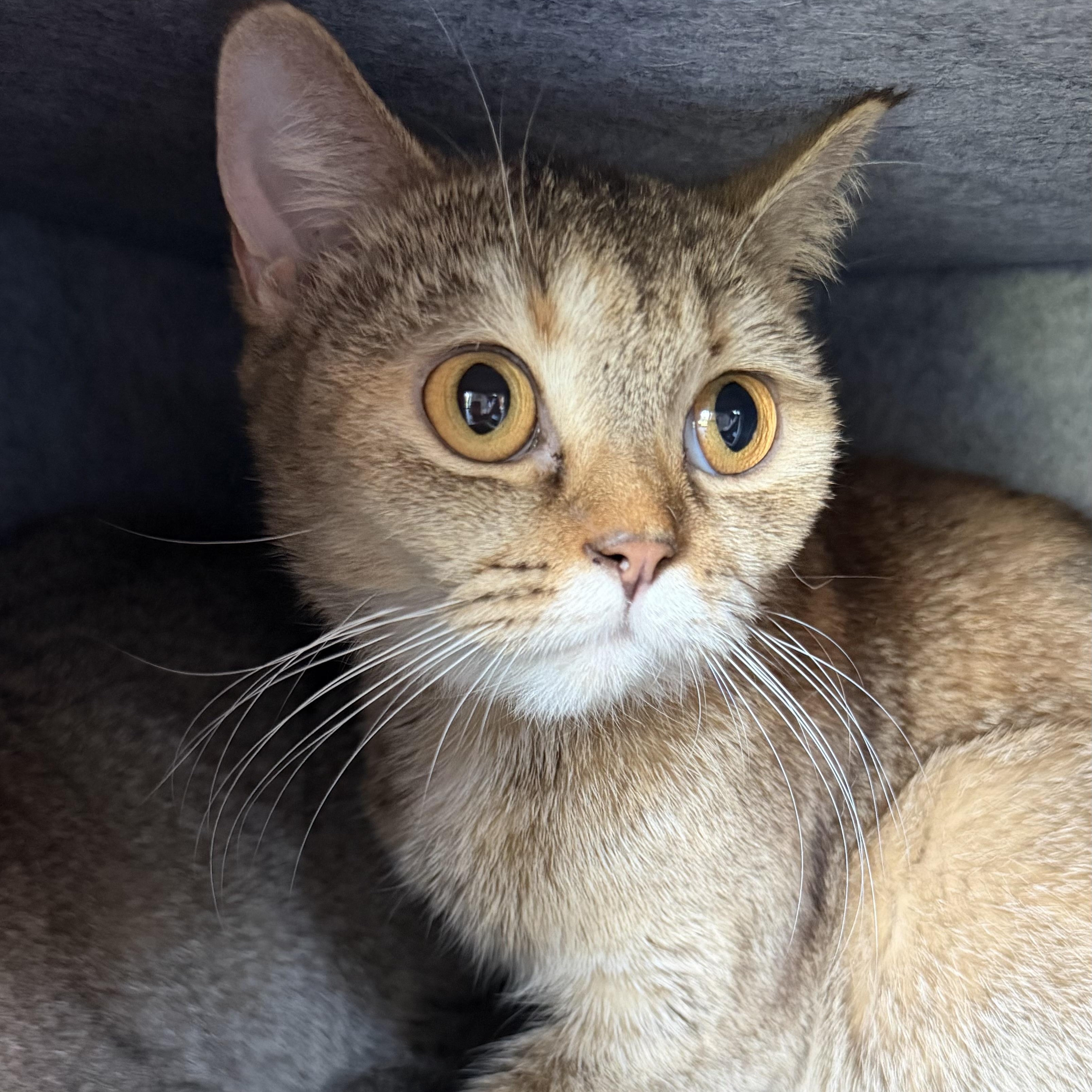 Miranda, a ADOPTABLE mixed breed in Brooklyn, NY image 3/3