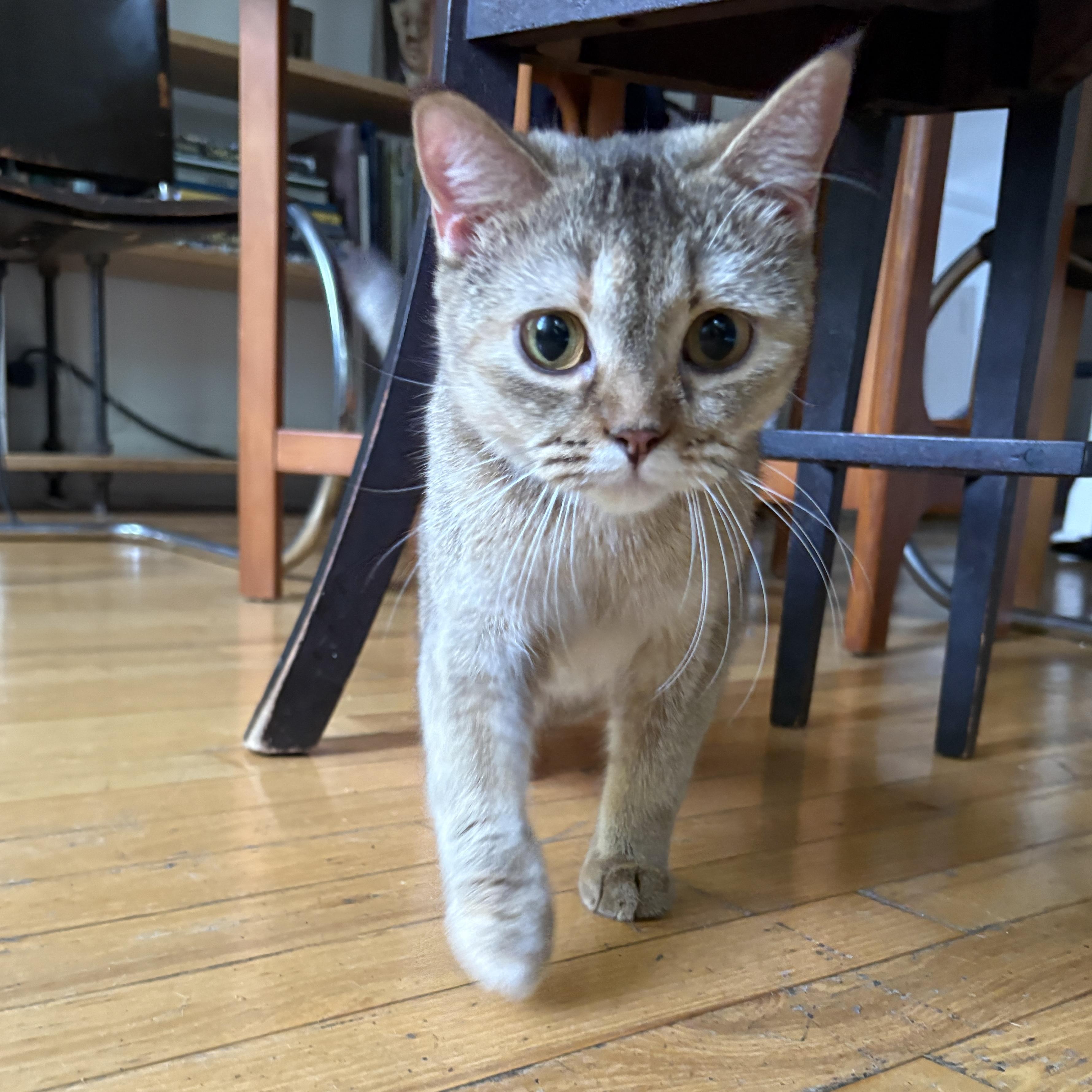 Miranda, a ADOPTABLE mixed breed in Brooklyn, NY image 2/3