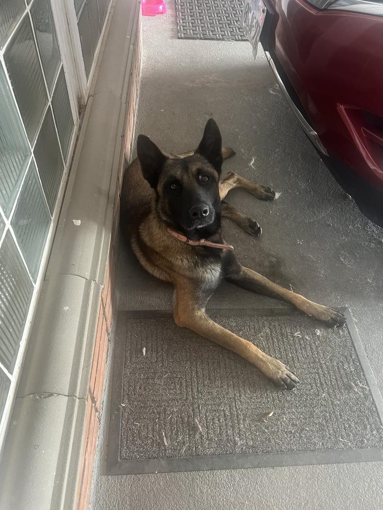 Achilles, Adoptable, Young Male Belgian Shepherd / Malinois.