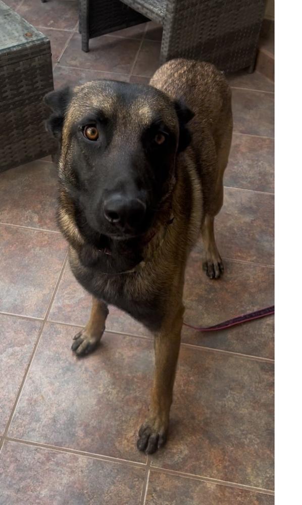 Achilles, a Adoptable Belgian Shepherd / Malinois in Playa Encantada, BCN image 2/2