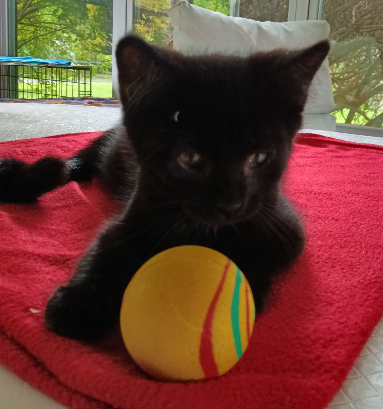 Nicole (Jacksonville Litter B)