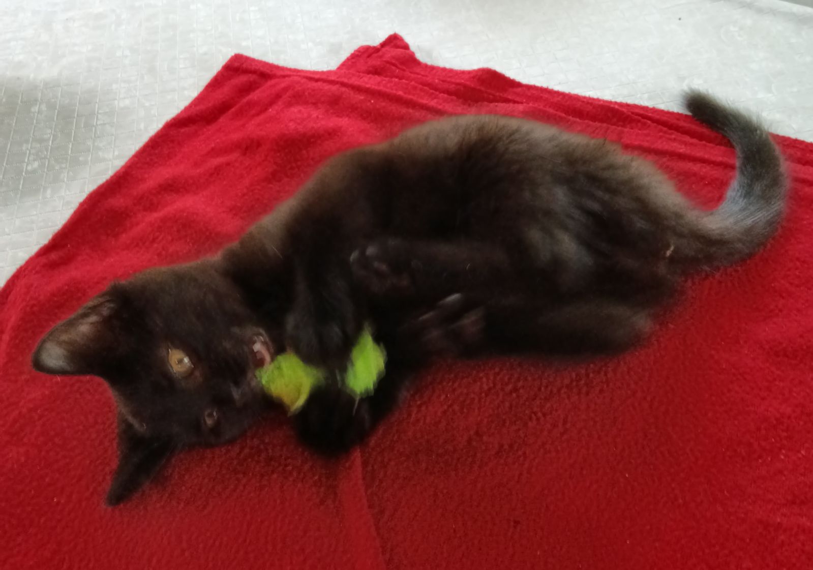 Nicole (Jacksonville Litter B) 2