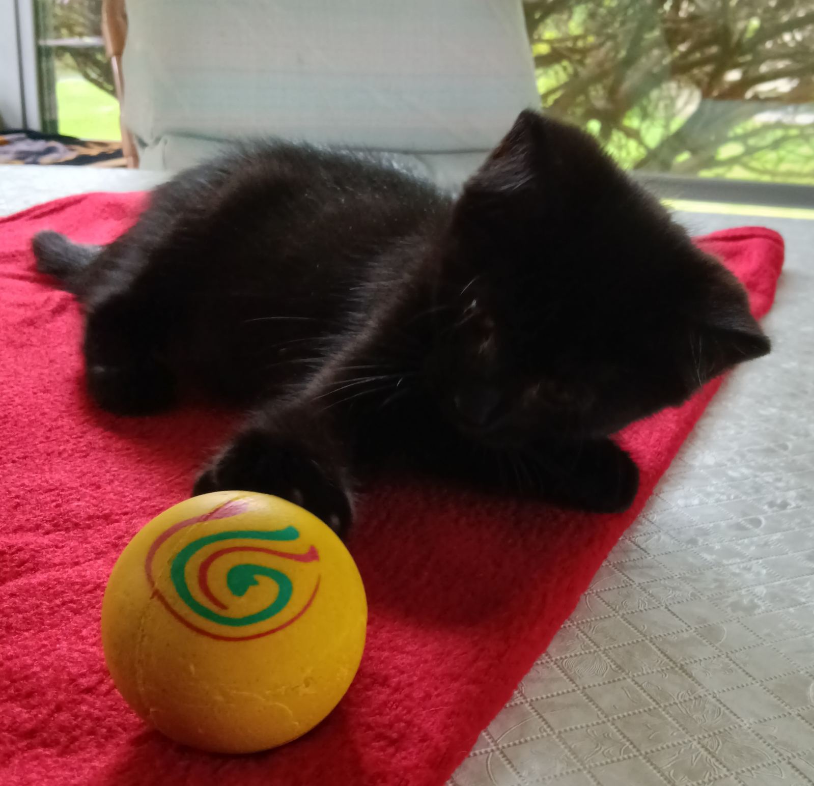 Nicole (Jacksonville Litter B) 4
