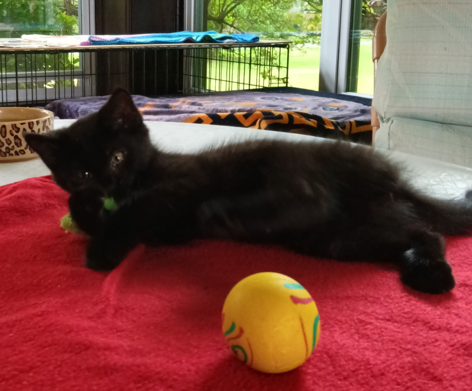 Nicole (Jacksonville Litter B) 3