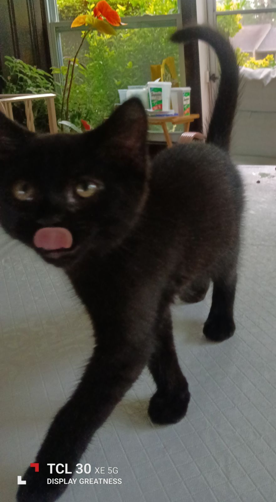 Nicole (Jacksonville Litter B) 5
