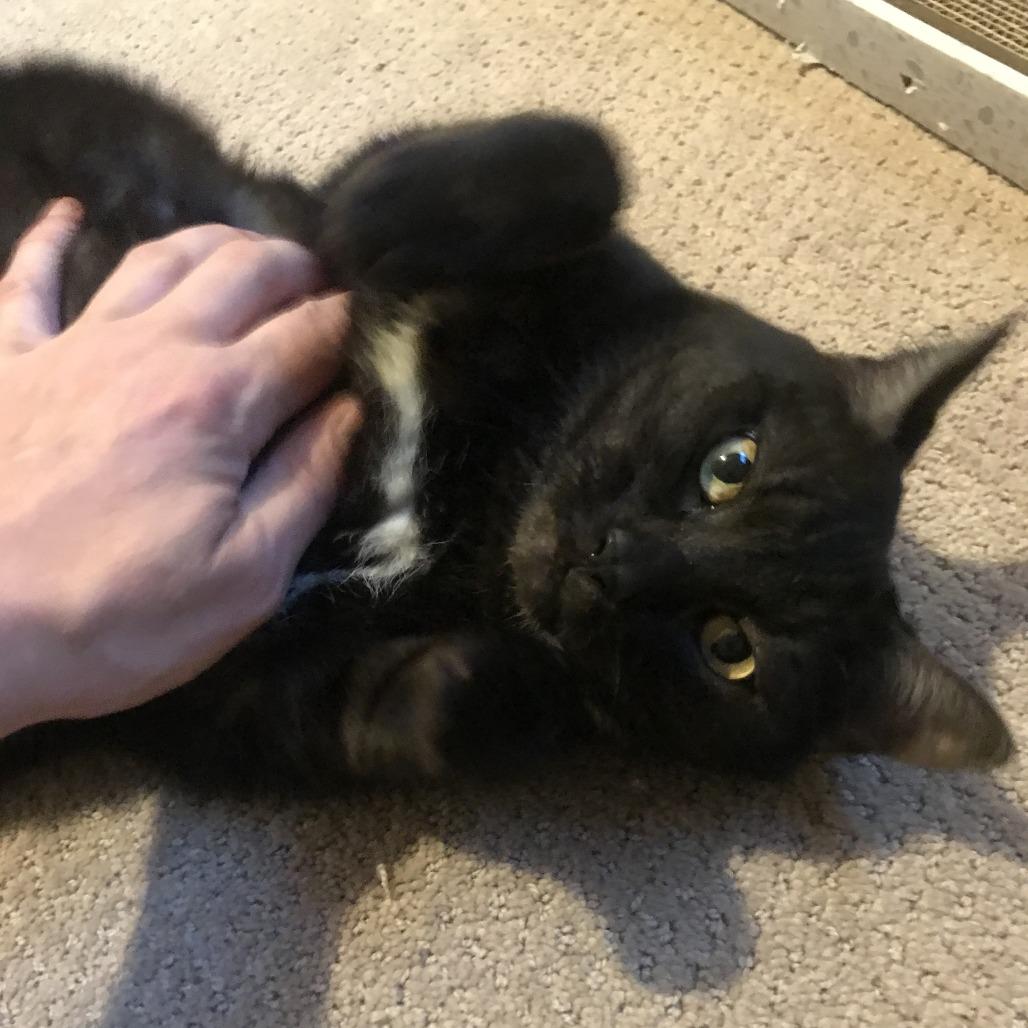 Rosalyn, Adoptable, Senior Female Domestic Short Hair.