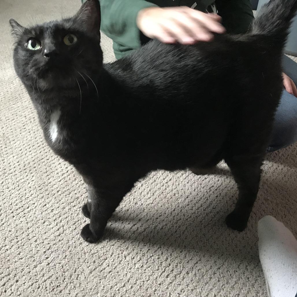 Enlarge Rosalyn, a Adoptable Domestic Short Hair in Abbotsford, BC image 2/6