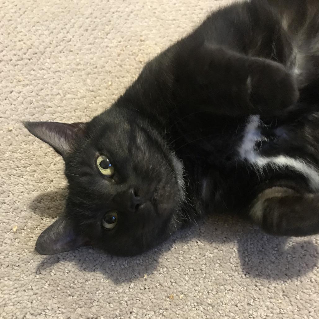 Enlarge Rosalyn, a Adoptable Domestic Short Hair in Abbotsford, BC image 3/6