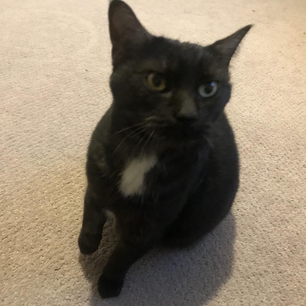 Enlarge Rosalyn, a Adoptable Domestic Short Hair in Abbotsford, BC image 5/6